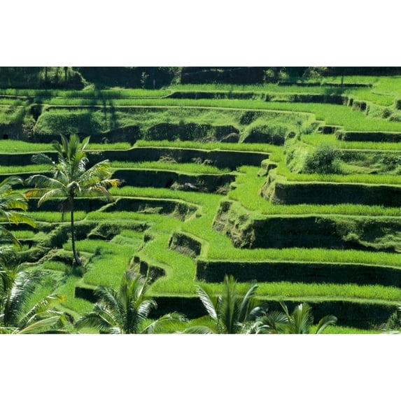 Indonesia, View Overlooking Lush Green Rice Terraces Poster Print (38 x 24)