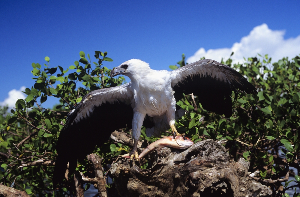 Indonesia White Bellied Sea Eagle (Haliaeetus Leucogaster) Holding A Fish With Wings Spread Canvas Art - Dave Fleetham Design Pics (17 x 11)