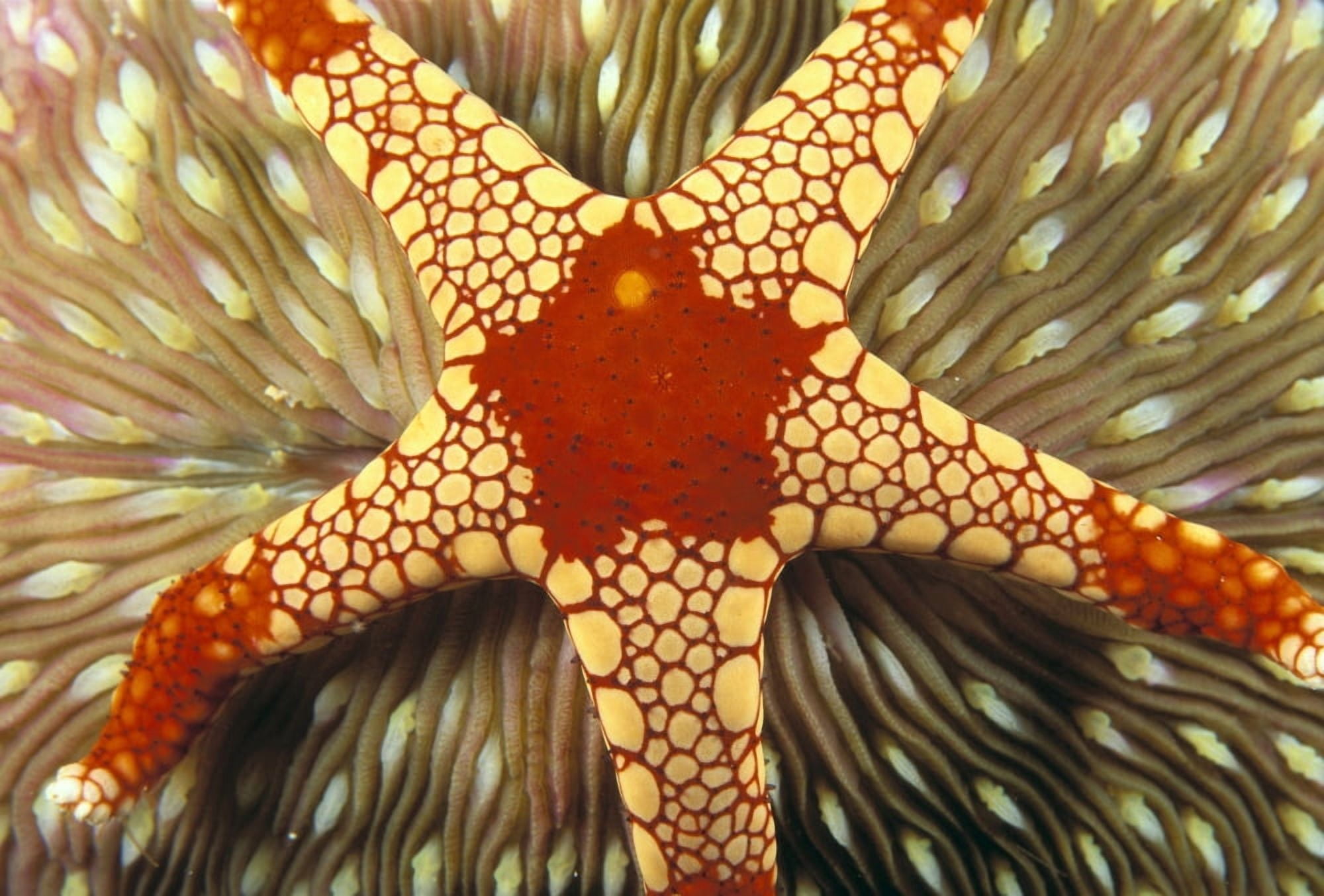 Indonesia Yellow And Red Sea Star On Mushroom Coral Close-Up Top View A90J Canvas Art - Dave Fleetham Design Pics (19 x 12)
