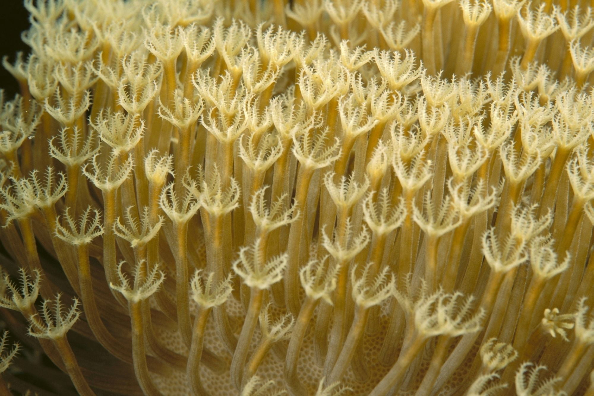 Indonesia Yellow Soft Coral (Sarcophyton Sp) Close-Up Canvas Art - Ed Robinson Design Pics (19 x 12)