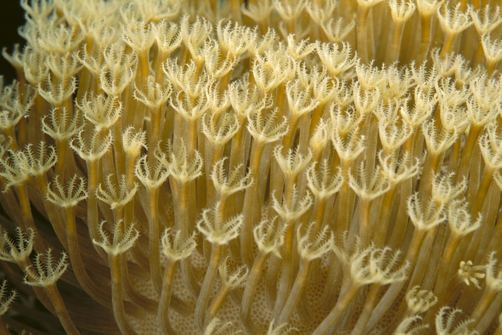 Indonesia Yellow Soft Coral (Sarcophyton Sp) Close-Up Canvas Art - Ed Robinson Design Pics (38 x 24)