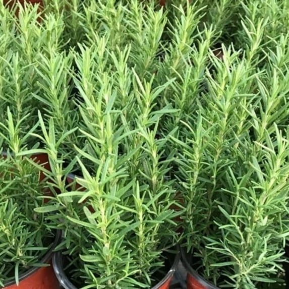 Indoor 10" Rosemary Plants Live in 4" Pot, Rosemary Bush for Indoors Outdoor Planting, Well-rooted and Fragrant