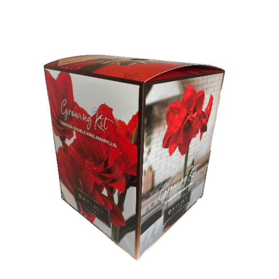 Indoor Amaryllis Kit - Double King - Big Double Red