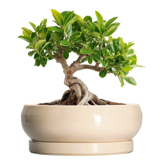 Indoor Bonsai Planter 6 inch, Ceramic Round Pot with Drainage Saucer, Modern Home Decor for Small Plants, Beige