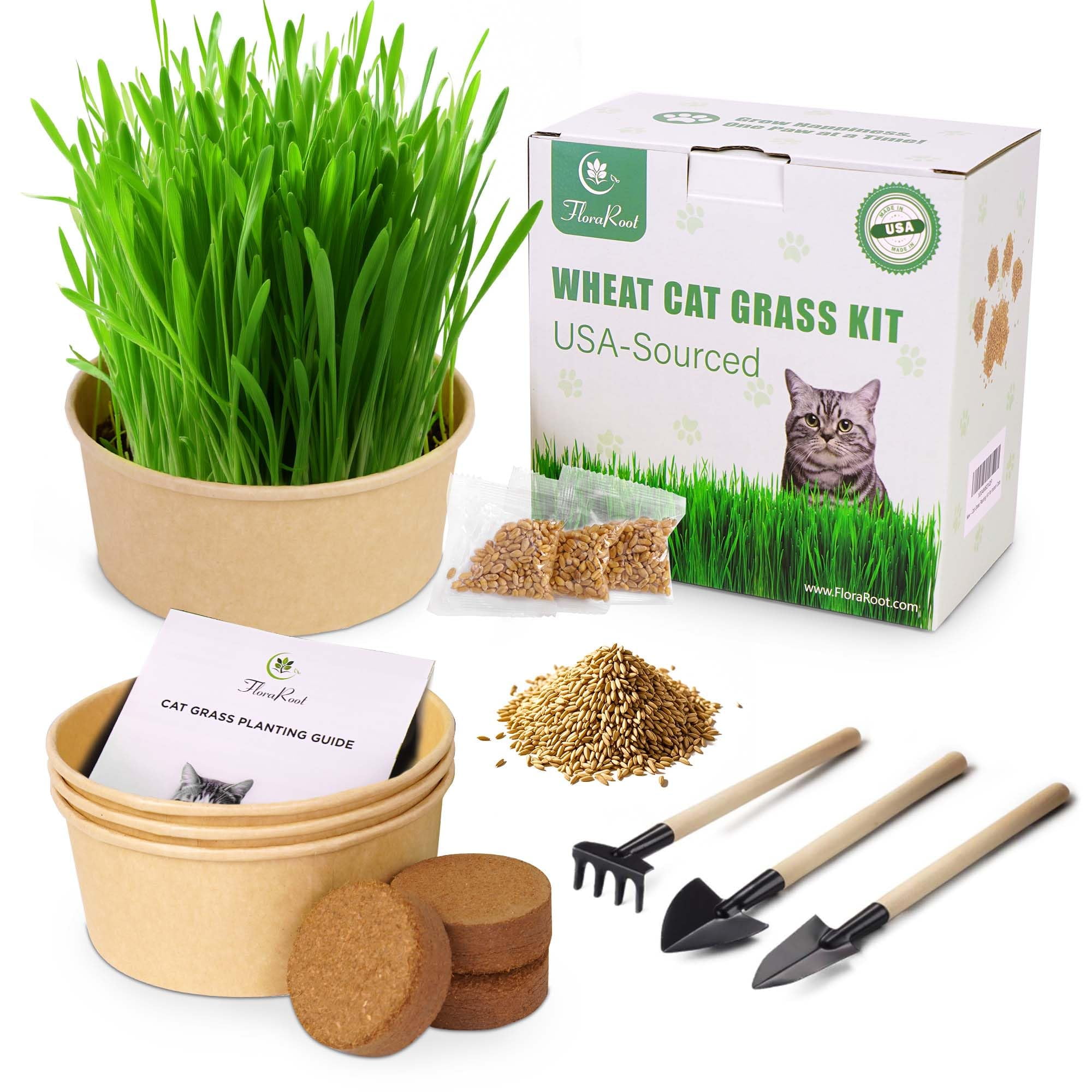 Curated visual reference: Picture Idea: Indoor Cat Grass Growing Kit High Germination Non Gmo Wheatgrass
