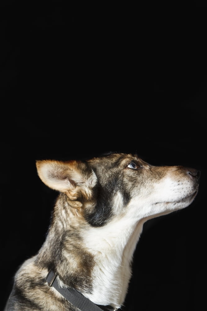 Indoor Close Up Portrait of Iditarod sled dog Anchorage Alaska Canvas Art - Ann Matchett Design Pics (12 x 19)