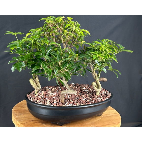 Indoor Dish Garden Bonsai Tree Forest Grouping  5-Tree Mixed Bonsai Arrangement, 13 Ceramic Container, Low-Maintenance Indoor Plant