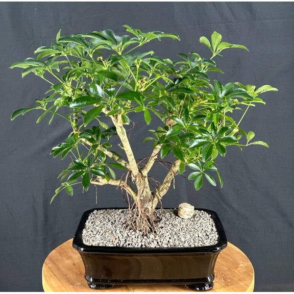 Indoor Evergreen Bonsai Tree, Easy Care Live Bonsai Plant with Dense Umbrella Leaf Canopy, 18 Inch Tall, Black Ceramic Container No Humidity Drip Tray