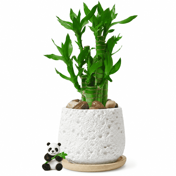 Indoor Lucky Bamboo 5 Stalks in Stone Pot Feng Shui Water Bamboo Plant Arrangement, Easy Care Decor for Home Office Tabletop