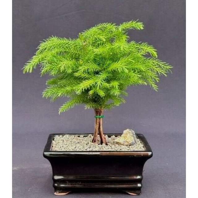 Indoor Norfolk Island Pine Bonsai Tree 4 years old Easy care