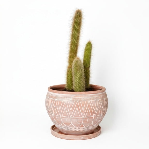Indoor Outdoor Terracotta Belly Pots with Saucers, Rangoli Patterns (Large)