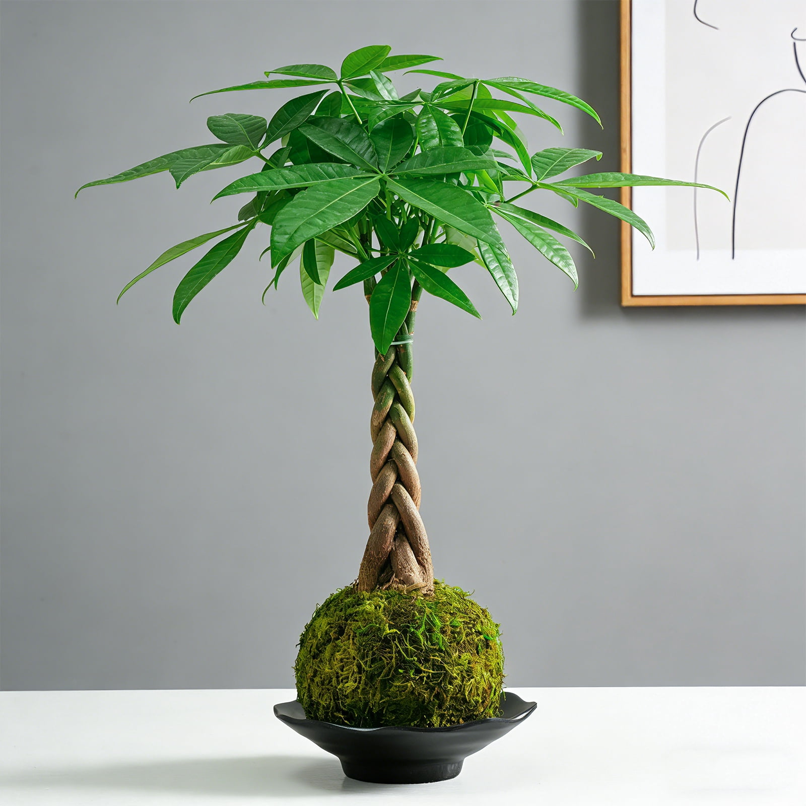 Indoor Money Tree