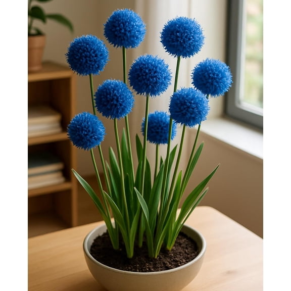Indoor Pre-Chilled Blue Allium Bulbs for Forcing Indoors - Easy to Grow - Grow in Dirt Indoors or Plant Outdoors - Prechilled Indoor Bulbs (20 Bulbs)
