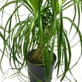 thumbnail image 1 of Indoor Stumpy Palm, Very Large Stump in 6 inch Pot, 1 of 7
