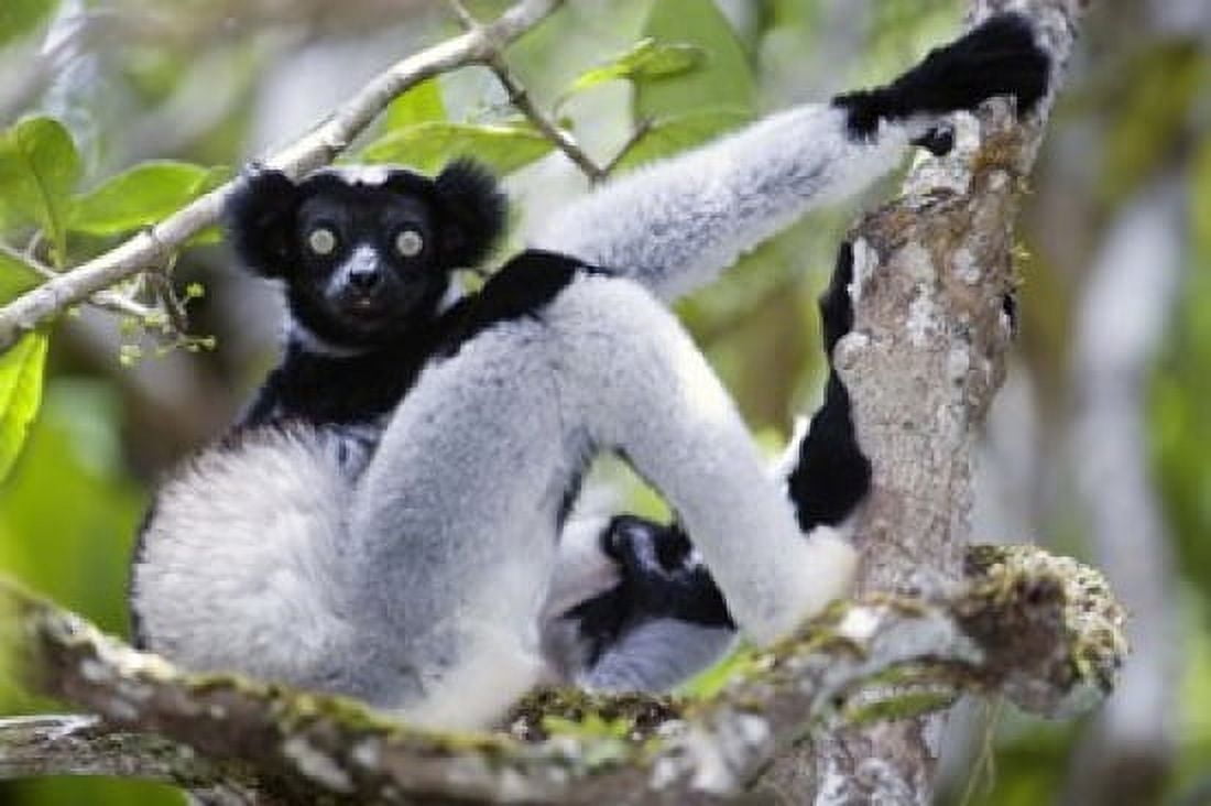 Indri lemur (Indri indri) sitting on a tree Andasibe-Mantadia National Park Madagascar Canvas Art - Panoramic Images (16 x 11)