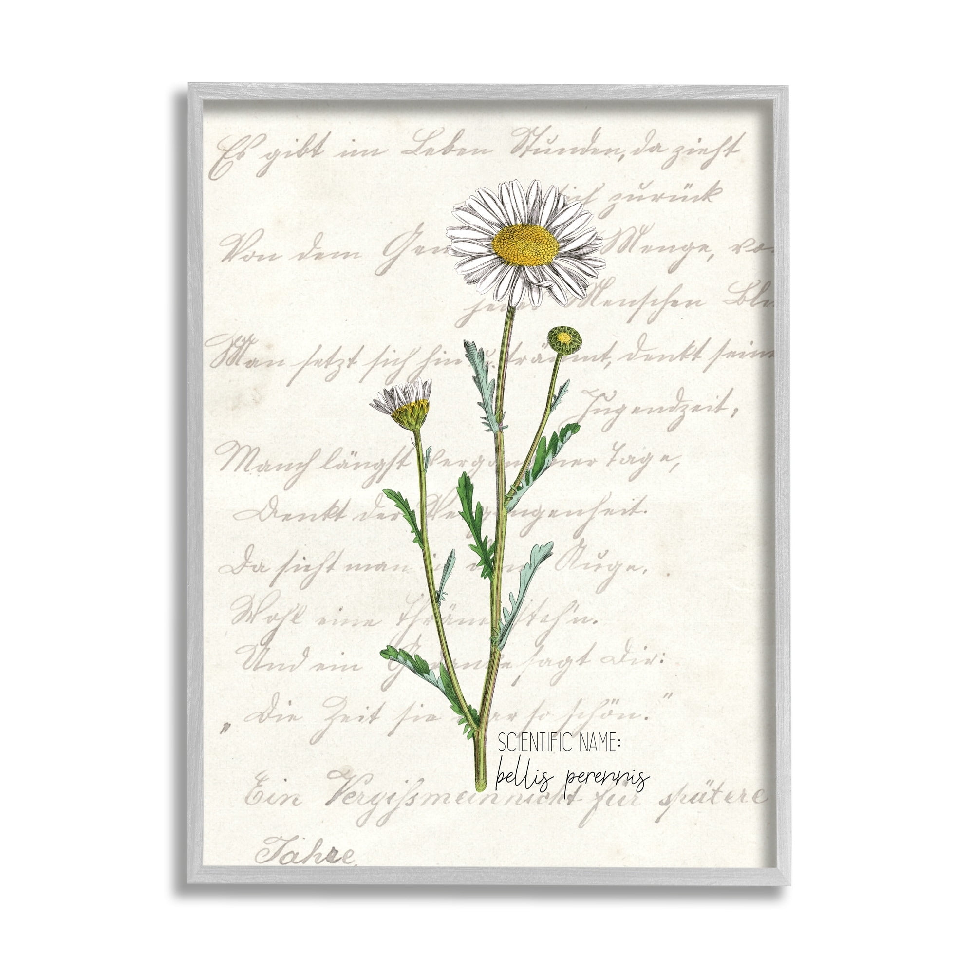 Stupell Industries Vintage Daisy Illustration Latin Script Study,11 x 14,Designed by Kim Allen