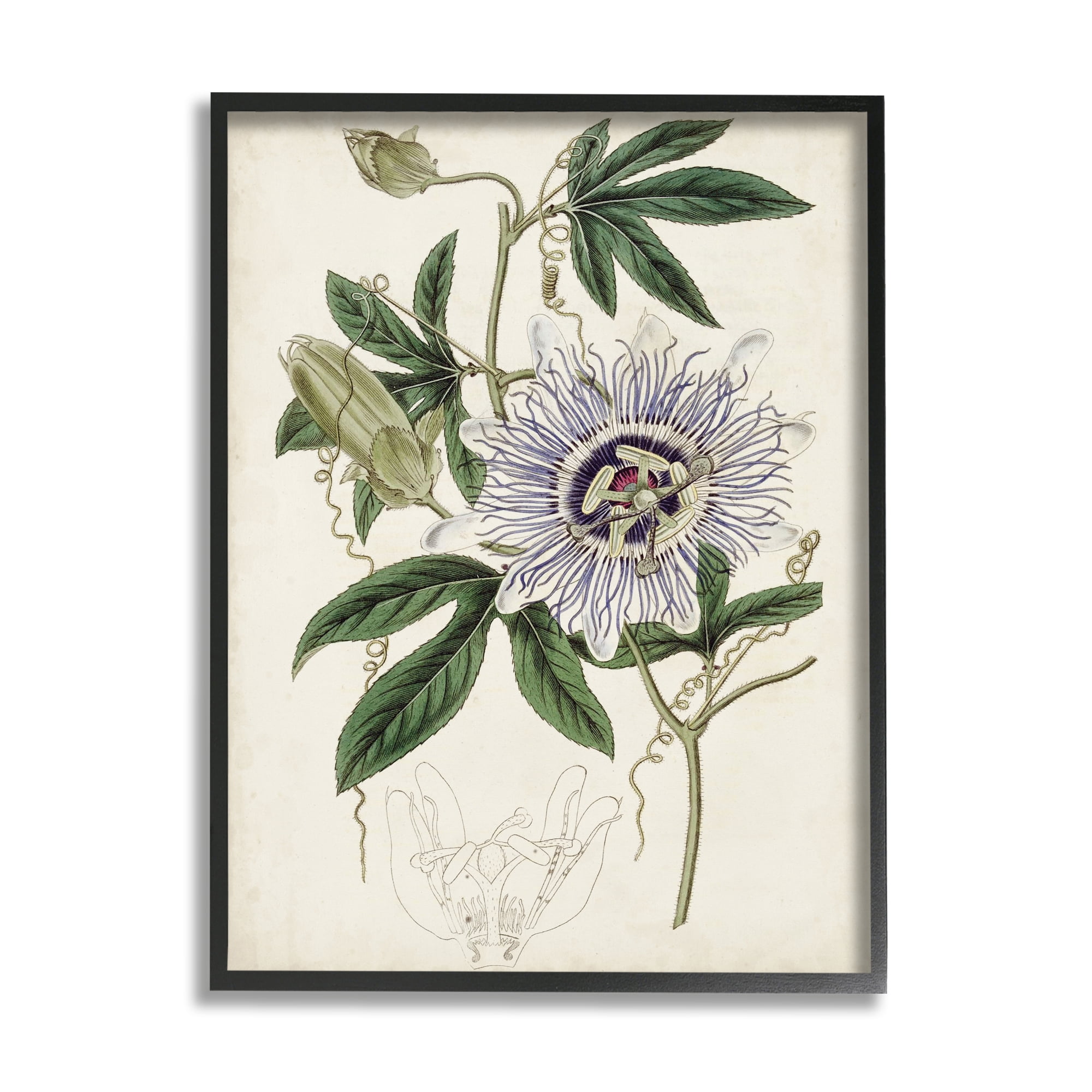 Stupell Industries Vintage Garden Flower Illustration Plant Anatomy Study,24 x 30,Designed by Curtis