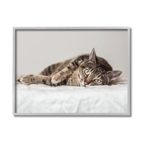 Industries Relaxed Pet Feline Cat Nap Green Eyes 20 in x 16 in Framed Painting Art Prints, by Stupell Home Décor