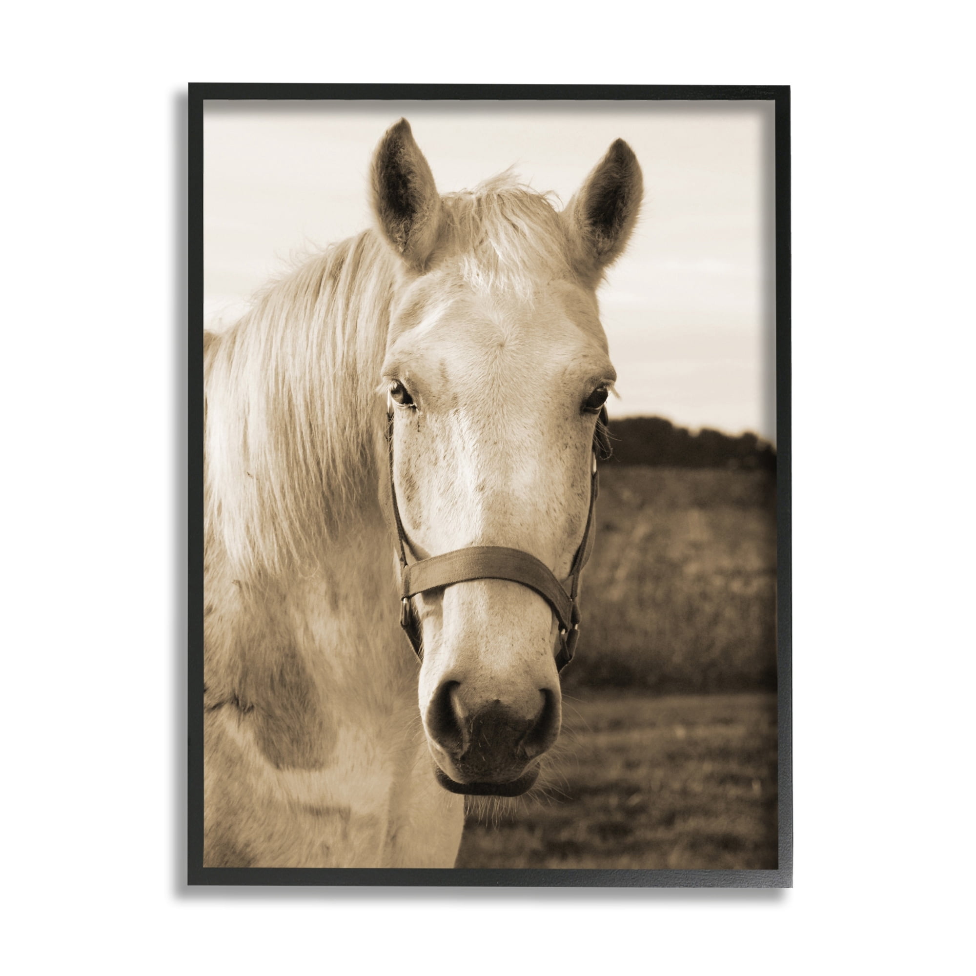 Industries Rustic Sepia tone Portrait of White Horse 11 in x 14 in Framed Photography Art Prints, by Stupell Home Décor