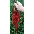 thumbnail image 1 of Thunder Mountain Longhorn Cayenne Heirloom Pepper AFN1Premium Seed Packet Longest Pepper in The World, 1 of 3
