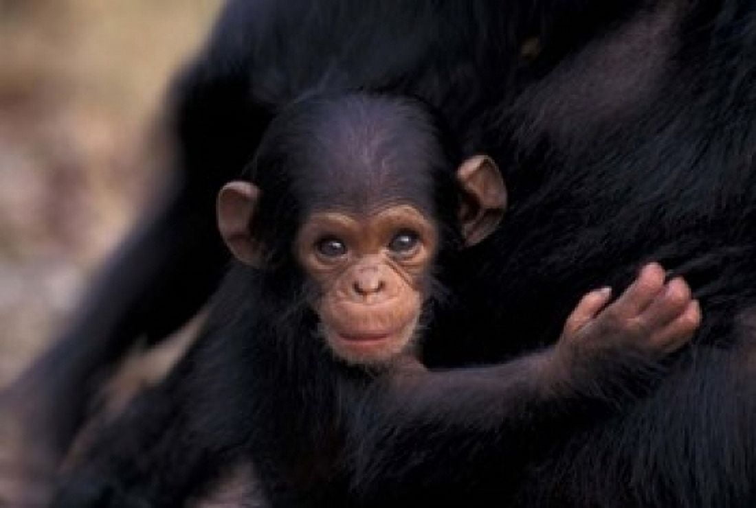 Infant Chimpanzee Gombe National Park Tanzania Canvas Art - Kristin Mosher DanitaDelimont (24 x 15)