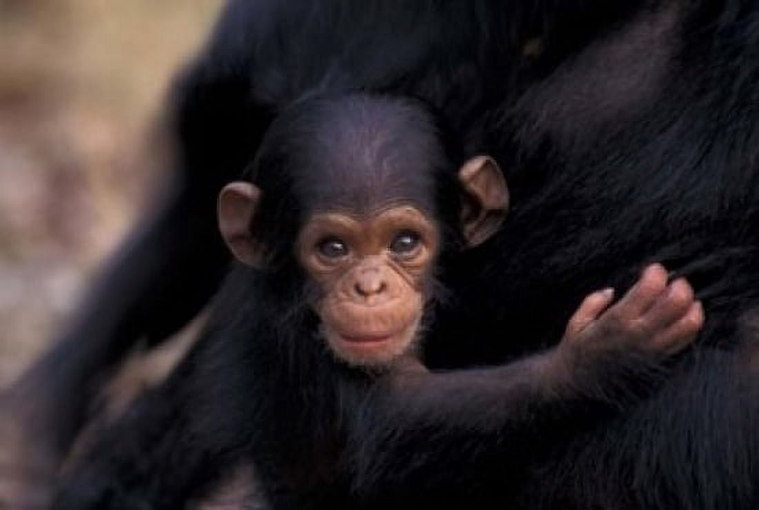 Infant Chimpanzee Gombe National Park Tanzania Canvas Art - Kristin Mosher DanitaDelimont (35 x 24)