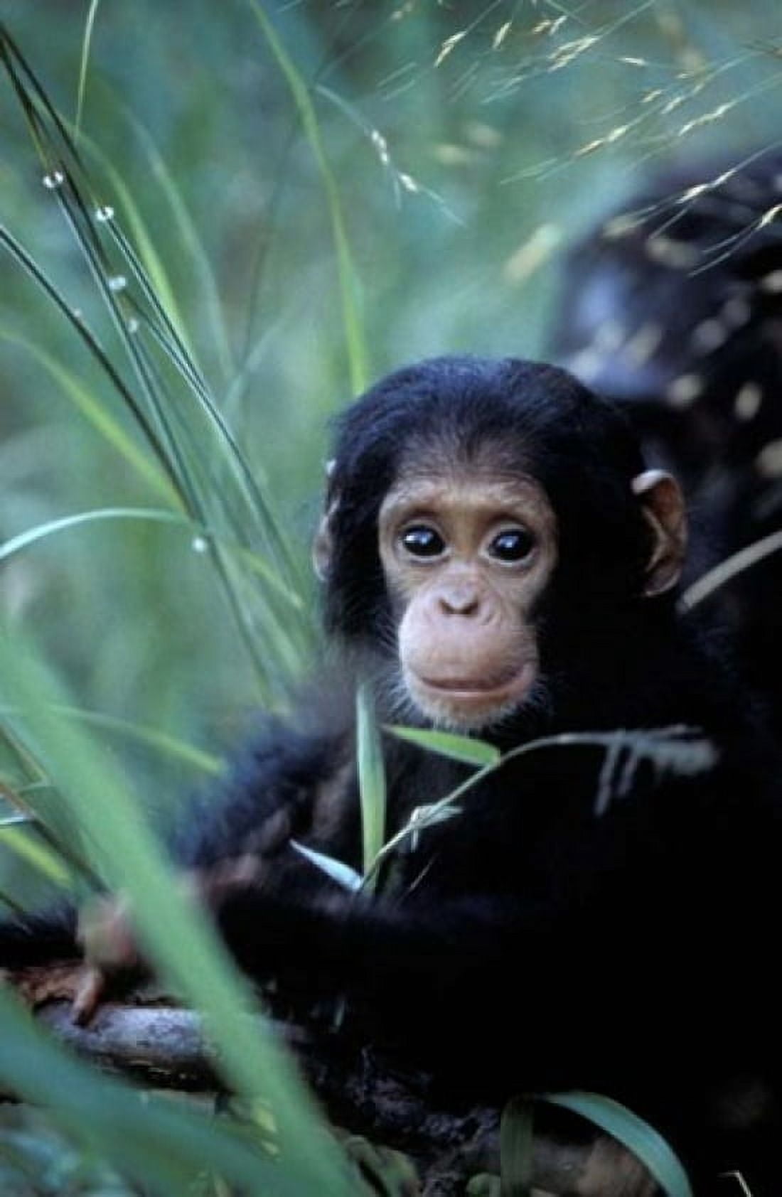 Infant Chimpanzee Tanzania Canvas Art - Kristin Mosher DanitaDelimont (23 x 36)