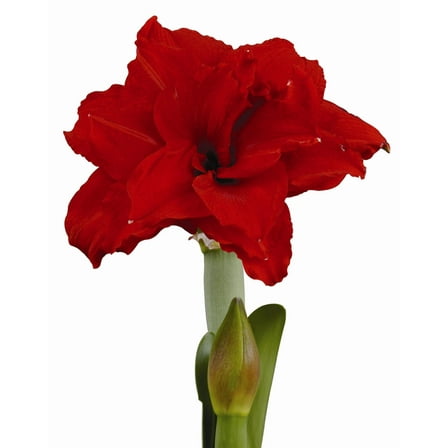Inferno® Symphony Amaryllis