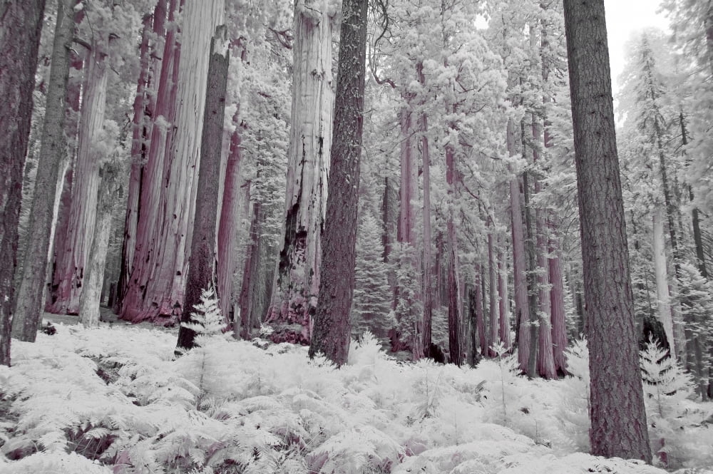 Infrared Shot Of The Giant Sequoia Forests In Sequoia National Park California Usa Canvas Art - Jack Goldfarb Design Pics (19 x 12)