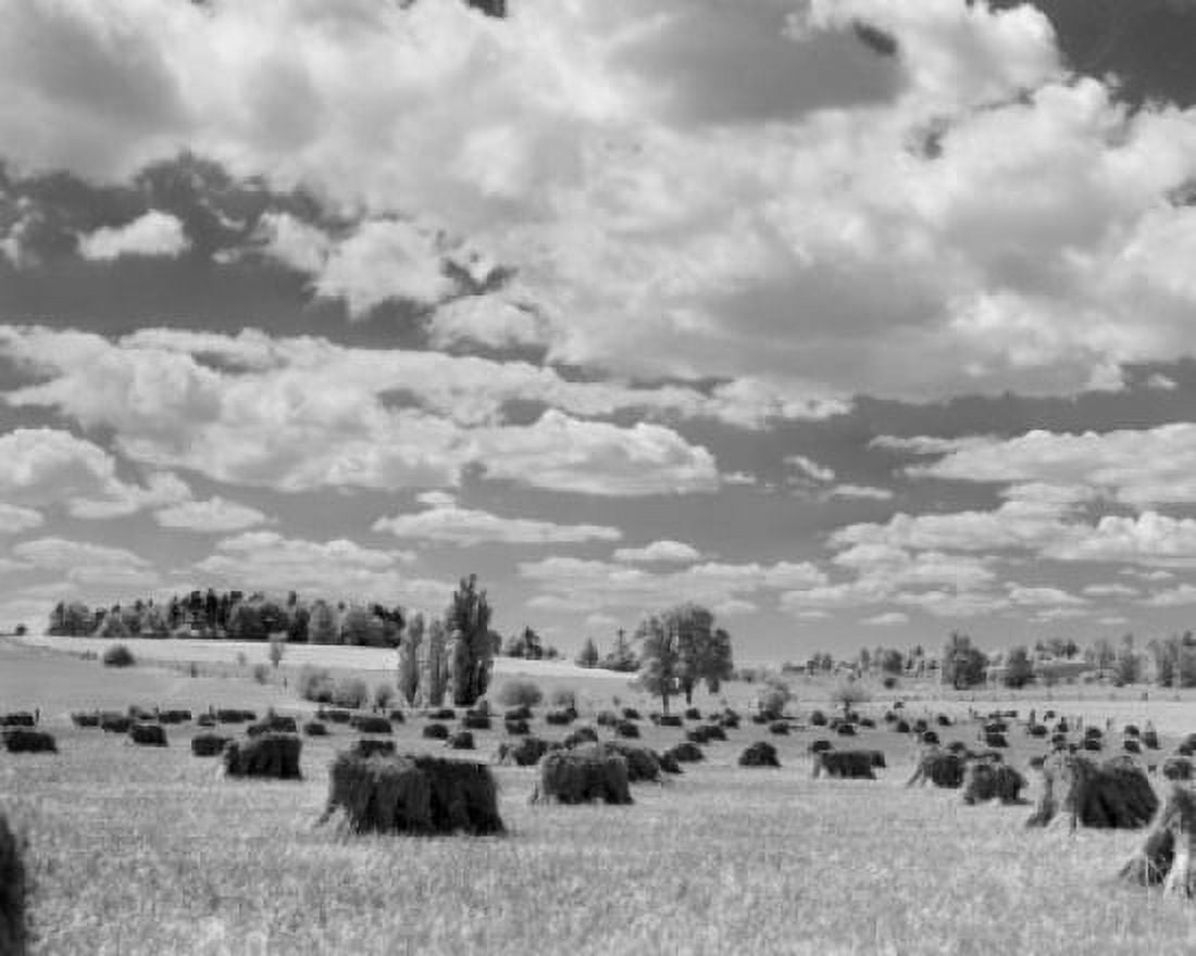 Infrared view of hay field Canvas Art - (18 x 24)