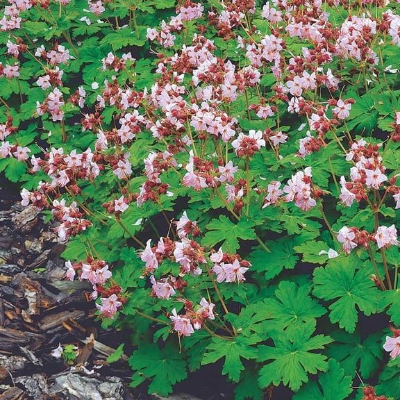 Ground Geranium Shop Perennial Geranium Plants for Outdoor Gardens and Patios