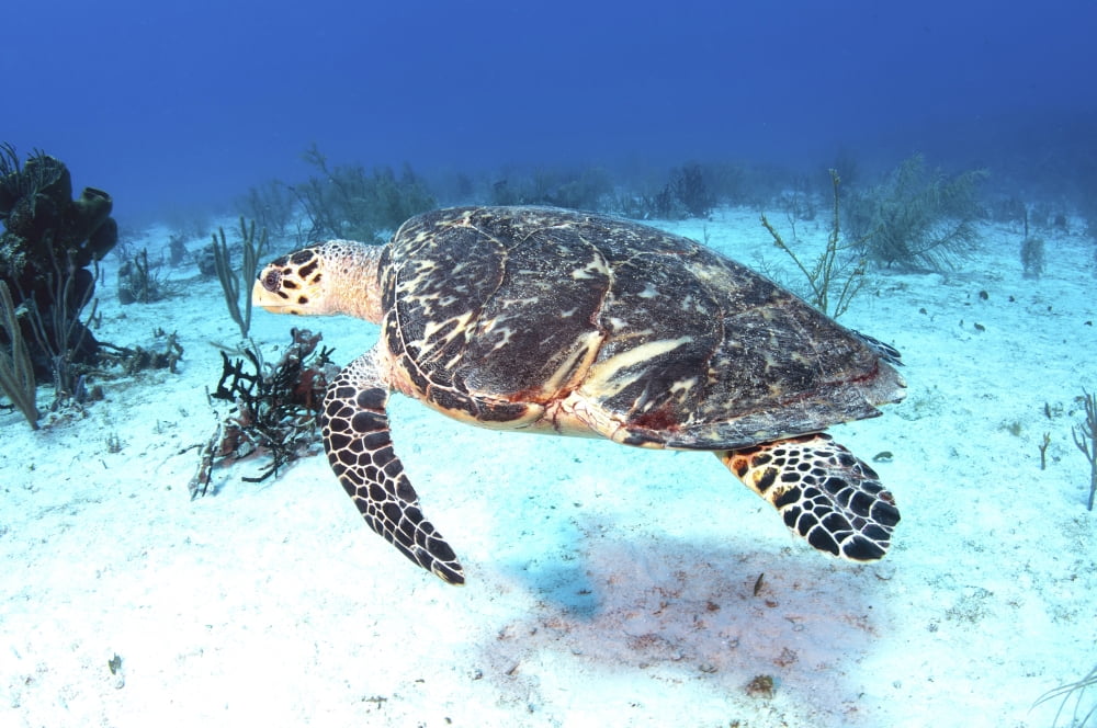 Injured Hawksbill Turtle with damaged shell in Caribbean Sea Mexico Canvas Art - Karen DoodyStocktrek Images (18 x 12)