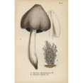 thumbnail image 1 of Ink Mushroom, Coprinus Atramentarius 1, Anda Poster Print By ® Florilegius Mary Evans (18 X 24), 1 of 3