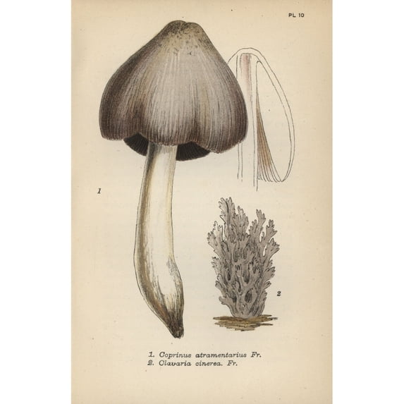 Ink Mushroom, Coprinus Atramentarius 1, Anda Poster Print By ® Florilegius Mary Evans (18 X 24)