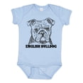 thumbnail image 1 of Inktastic English Bulldog Sketch Portrait with Dog Breed Name Boys or Girls Baby Bodysuit, 1 of 5