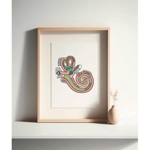 Inner Ear Anatomy Wall Art Print