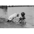 thumbnail image 1 of Inquisitive Baby sits in sand at beach and tucks his head into an ice cream cone Poster Print by unknown (24 x 36), 1 of 1