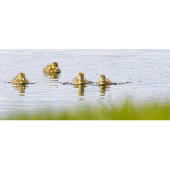 Inquisitive ducklings Baie-du-Febvre Quebec Canada Canvas Art - Dominic Marcoux Design Pics (21 x 9)