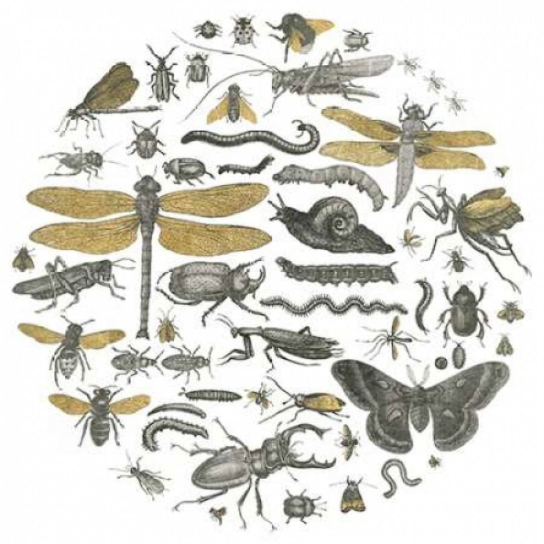 Insect Circle I Canvas Art - Wild Apple Portfolio (24 x 24)