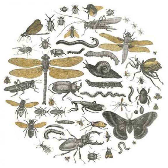Insect Circle I Poster Print by Wild Apple Portfolio (12 x 12)