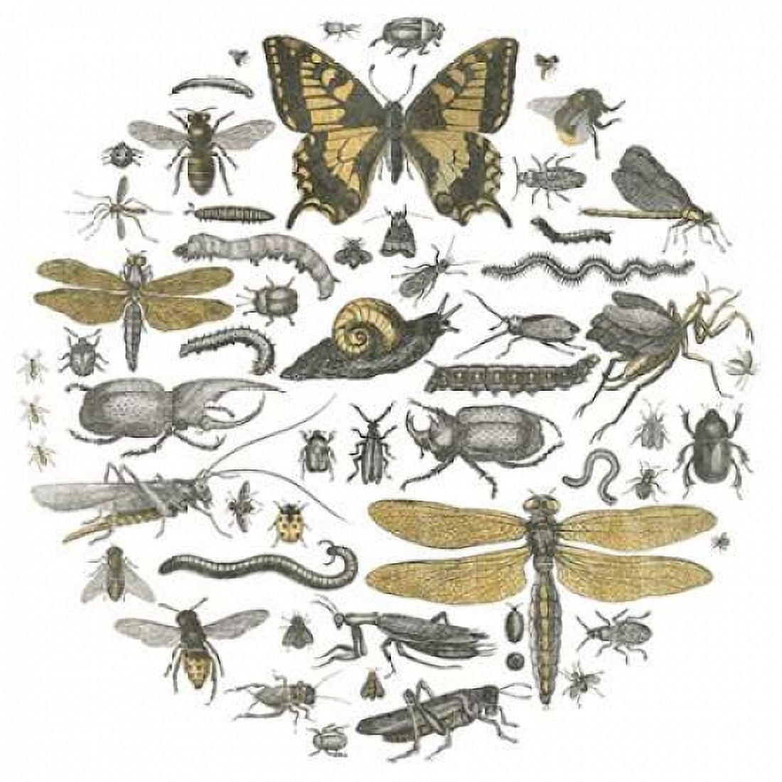 Insect Circle II Canvas Art - Wild Apple Portfolio (24 x 24)