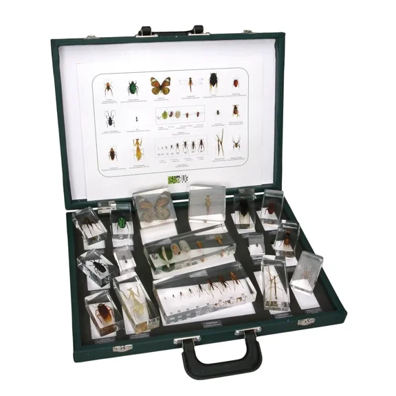 Insect Collection Set 1, Plastomount Mounted