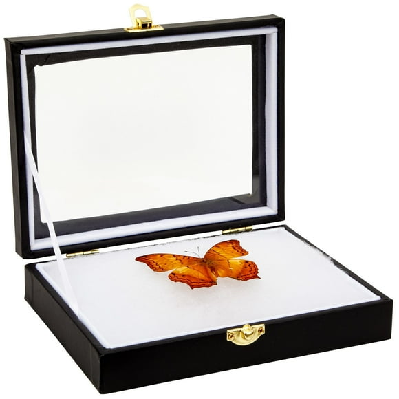 Insect Display Case with Clear Glass Top, EVA Foam Pinning Board Riker Mount for Collecting Butterflies and Bugs, Public Exhibits, Museums, Science Centers (Black, 8x1.8x6 in)