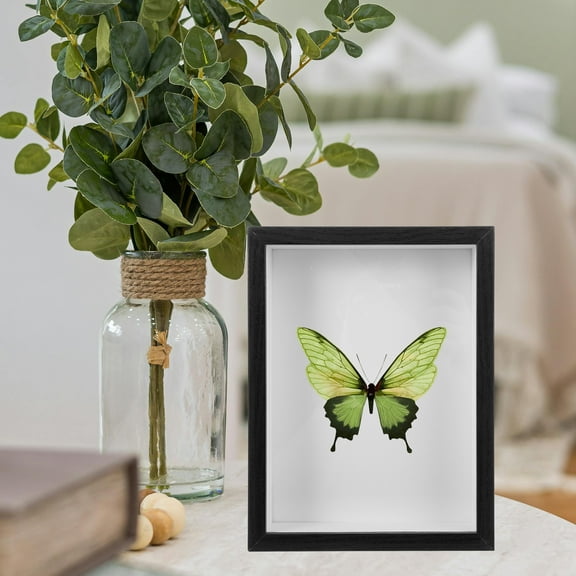 Insect Display Frame Butterfly Shadow Boxes Insect Display Box Butterfly Display Cases For Collectings Butterfly And Bugs Insect Pinning Kit Butterfly Box