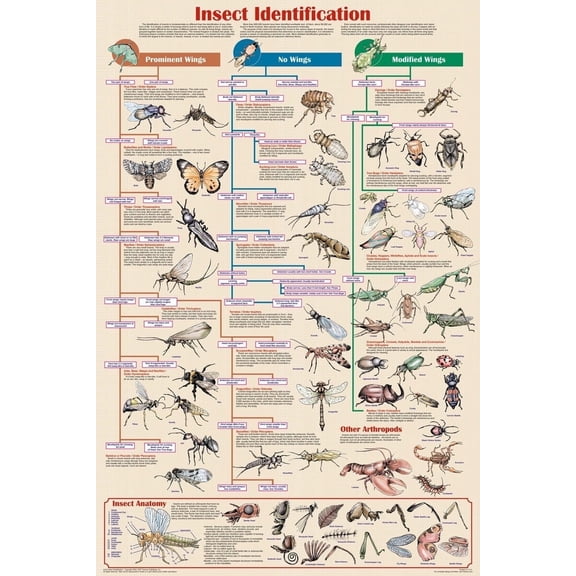 Insect Identification Educational 24 in x 36 in Posters, by Feenixx