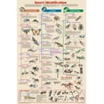 thumbnail image 1 of Insect Identification Educational Poster 24x36, 1 of 3