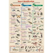 Insect Identification Educational Poster 24x36