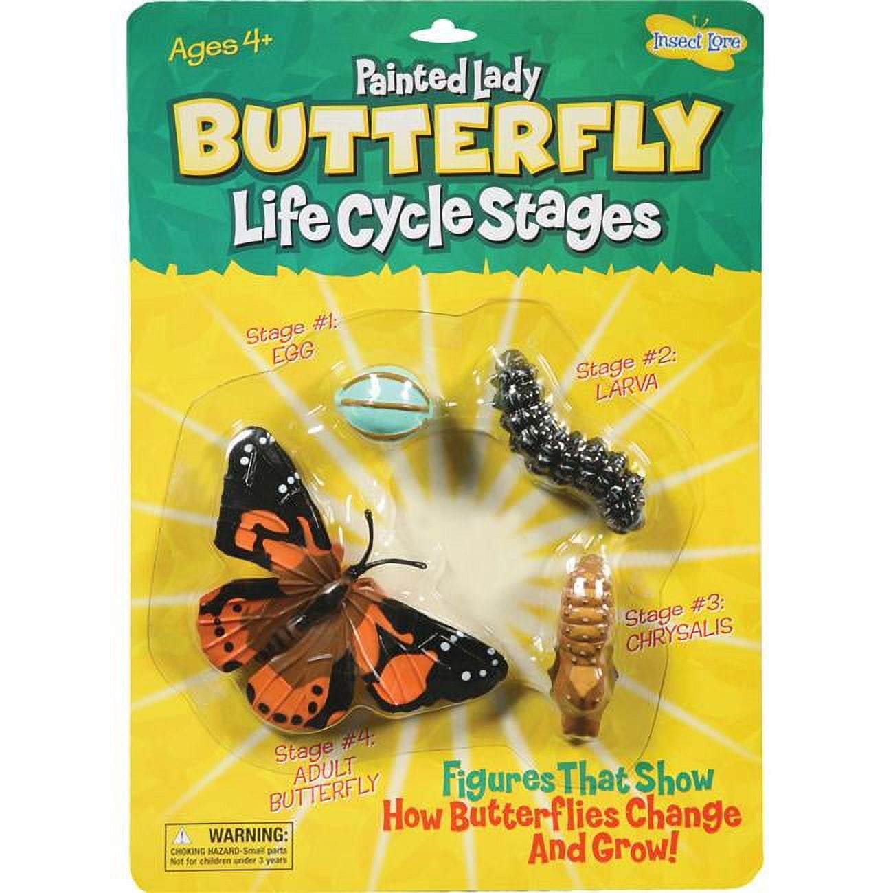 Insect Lore Butterfly Life Cycle Stages