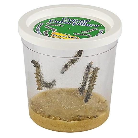 Insect Lore Cup of Caterpillars - 5 Live Painted Lady Caterpillars with Food - Refill for Butterfly Garden Kit - Stickers & Chrys-A-Lid Holding Log Included - STEM Learning Activity
