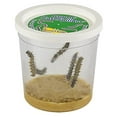 thumbnail image 1 of Insect Lore Cup of Caterpillars - 5 Live Painted Lady Caterpillars with Food - Refill for Butterfly Garden Kit - Stickers & Chrys-A-Lid Holding Log Included - STEM Learning Activity, 1 of 6